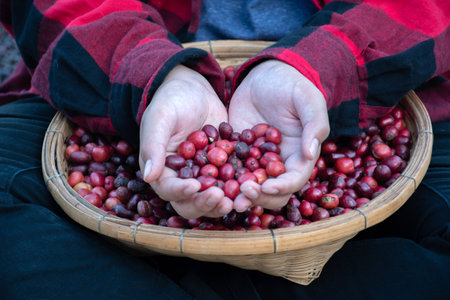 Farmer hands holding fresh arabica coffee beans in a basketの写真素材