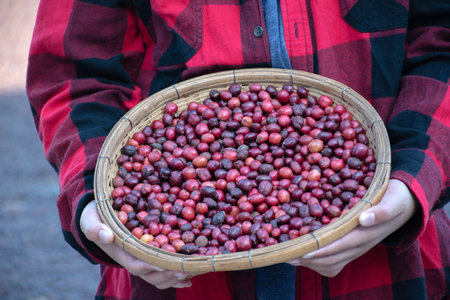 Coffee beans in a basket in the hands of a womanの写真素材