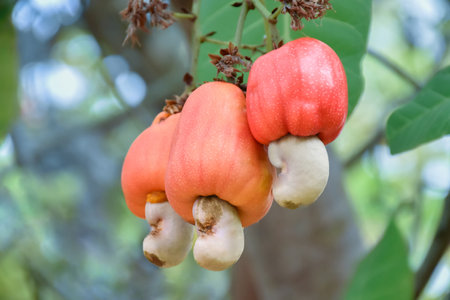 Cashew fruit on tree in garden. Cashew fruit is a genus of about 30 species of flowering plants in the Rosaceae family.の写真素材