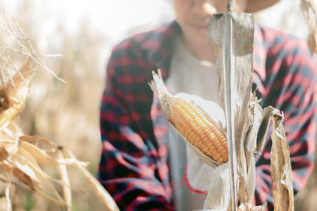 close up of young farmer holding corn cob in the field. selective focusの写真素材
