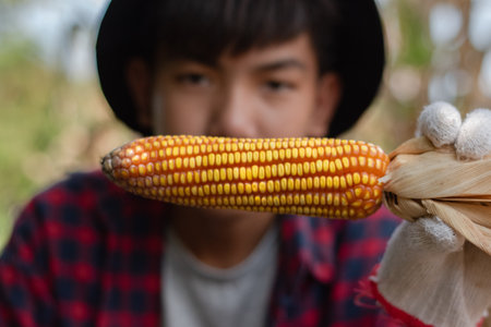 Close up of young asian farmer holding corn on the field.の写真素材