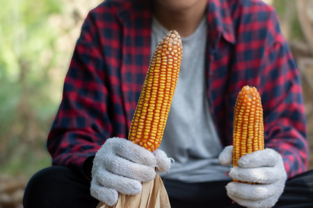 Close up of a young farmer holding a corn cob in his handsの写真素材