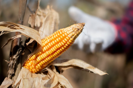 Close-up of corn cob in the field with farmer's hand