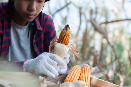 young farmer holding corn on the cob in the farm, agriculture conceptの写真素材