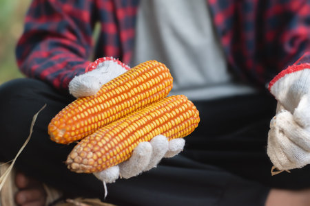 The farmer is holding a corn in his hands. Selective focus.の写真素材
