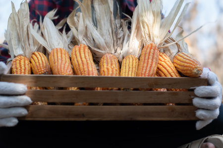 Dry corn in a wooden box on the background of the farmerの写真素材