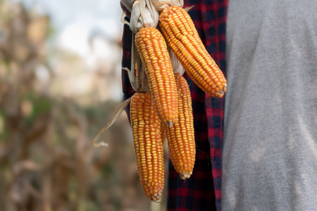 Ripe corn in the hands of a farmer. Selective focus.