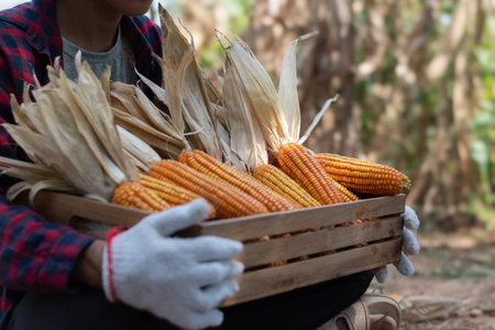 Farmer holding a basket of corn on the farm, close upの写真素材