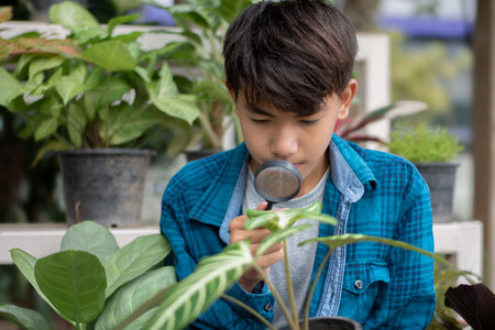 Little boy looking at houseplant with magnifying glass in the gardenの写真素材