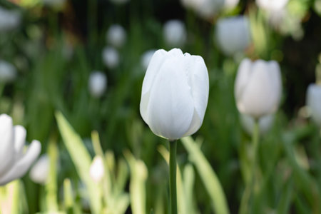 White tulips in the Keukenhof park in Netherlands.