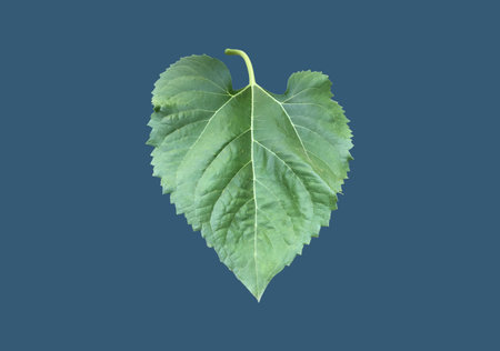 Green leaf isolated on blue background with clipping path and copy space.の写真素材