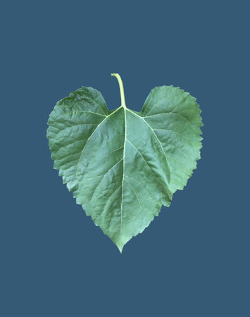 Heart shaped green leaf on blue background. Flat lay, top view.の写真素材