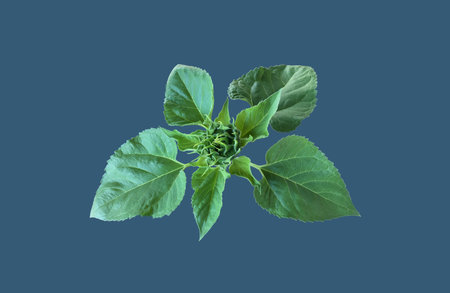 Sunflower isolated on a blue background. Flat lay, top view.の写真素材