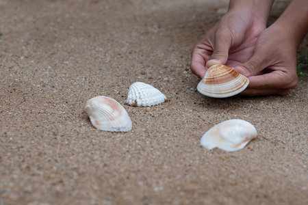 Shells in hand on the sand. Close-up view.