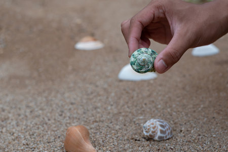 Hand holding a sea shell on the sand beach background with copy spaceの写真素材