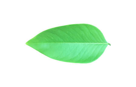 Green leaf isolated on white background. Clipping path included in file.の写真素材