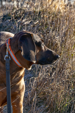Bavarian Mountain Hound in the field