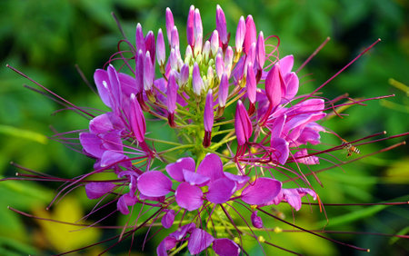 Colorful  Flower in gardenの写真素材