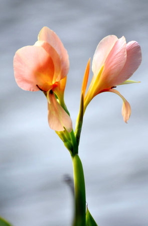 Colorful  Flower in gardenの写真素材