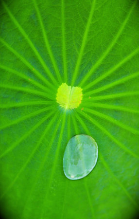 Lotus leaf in pondの写真素材