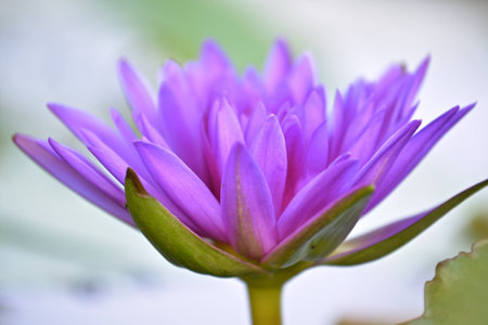 Lotus Flowerの写真素材