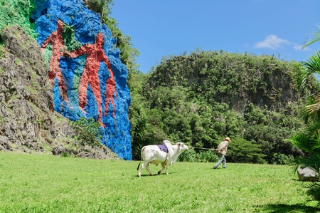 A local farmer passing with his cow in front of the famous Mural de la Prehistoria in Vinales, Cuba - 6 August 2015.のeditorial素材