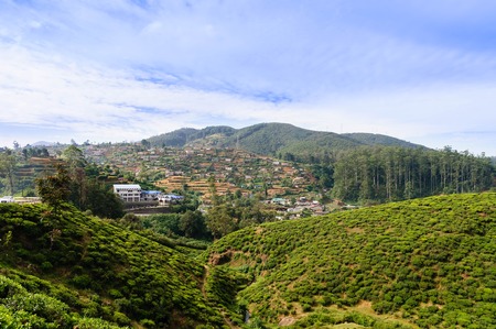 Beautiful green landscape of the Hill Country. Nuwara Eliya, Sri Lanka. Tea Plantations and Others in Nuwara Eliya (Sri Lanka)の写真素材