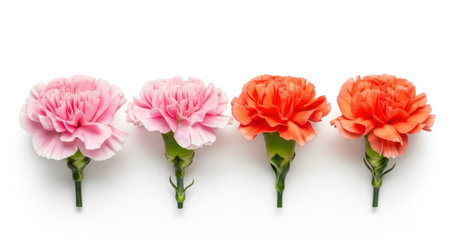 Four delicate carnations, two pink and two orange, are displayed in a row against a stark White backdrop. Each flower shows its unique petal texture.の素材