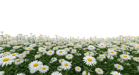 A vast expanse of delicate white daisies fills the frame, showcasing their simple beauty against a pure, bright backdrop. This image evokes feelings of freshness and natural tranquility.の素材