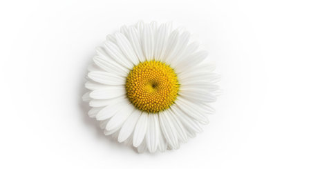A close-up view of a single daisy flower with its vibrant yellow center and delicate white petals, presented cleanly on a plain surface.の素材
