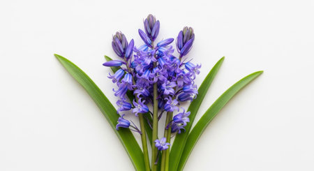 A delicate cluster of vibrant bluebell flowers, showcasing their intricate petals and green leaves against a clean, unblemished surface, highlighting natural beauty and spring's arrival.の素材