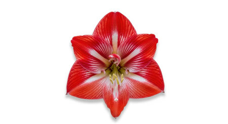 A striking red amaryllis flower, meticulously detailed, is presented in its full glory. Its vibrant petals spread outwards, showcasing intricate patterns and a delicate center. The isolated subject emphasizes its form and color, perfect for design elements and artistic compositions.の素材