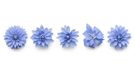 A row of five delicate blue flowers is presented against a clean, isolated backdrop, showcasing their intricate details and soft hues for a visually pleasing composition.の素材