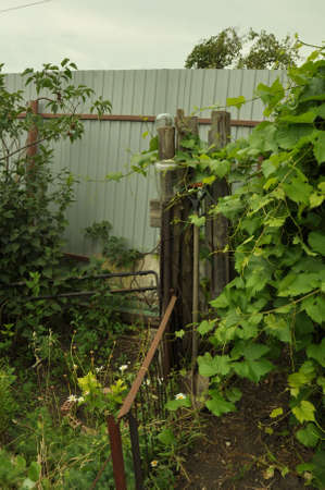 leafy courtyard of summer cottageの写真素材