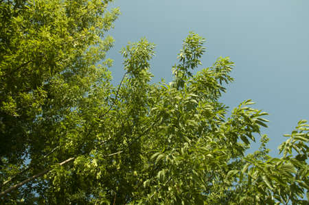 elm leaves in the sunlightの写真素材