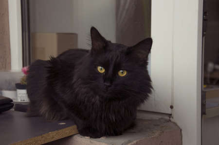young black cat resting on a balconyの写真素材