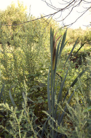 a narrow-leaved cattail in marshesの写真素材
