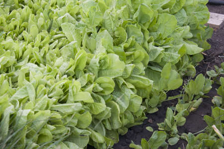 green leaf lettuce growing in gardenの写真素材