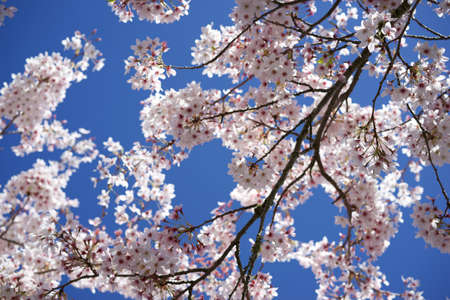 Beautiful Cherry Blossom Tree in New Zealandの写真素材