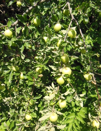 Green apples growing on the branch の写真素材