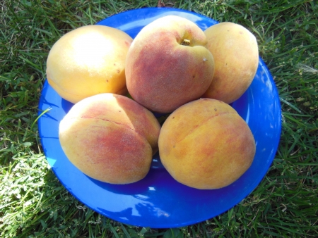 Still life with fresh peaches, green grass as backgroundの写真素材