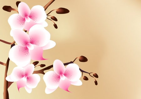 White orchids with pink spots, flowers and buds, eps 8のイラスト素材