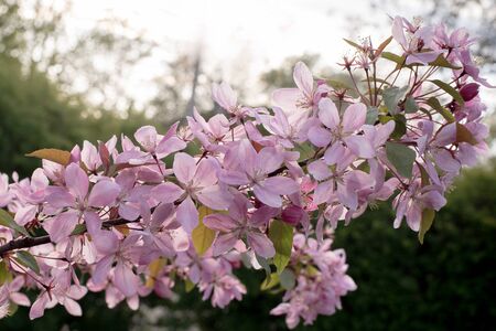 Beautiful closeup spring blossoming apple tree, flowering pink buds on the brunch with sun light on the backgroundの写真素材