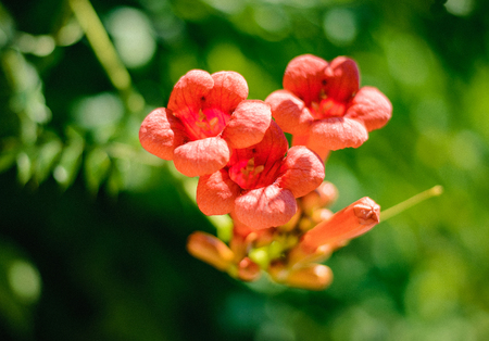 Campsis, trumpet creeper, trumpet vine, flower blossom, beautiful closeup blossoming flowerの写真素材