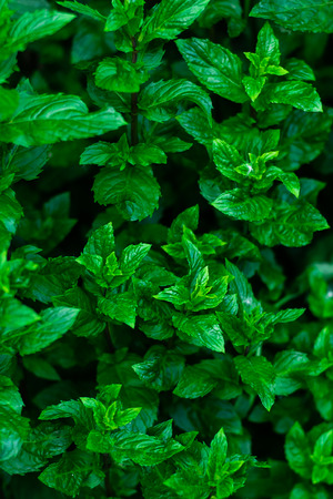 Pepper mint leaves at the nature. Kitchen Mint, Marsh Mint in vegetable garden.の写真素材