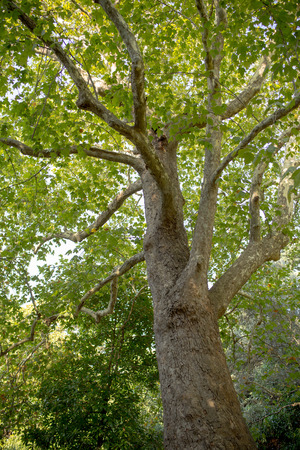 View up a beautiful old plane or sycamore tree with its green leaves and sunshine rays in the background.の写真素材