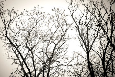 Tree branches no leaves black and white. Dry dead trees isolate white background. Tree with no leaves silhouette. Suitable for reference or source of art and design.の写真素材