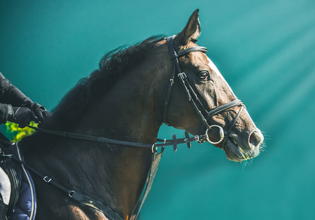Showjumping competition, bay horse and rider in black uniform going performing jump. Equestrian sport background. Beautiful horse portrait during show jumping competition.の写真素材