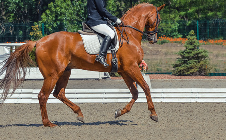 Dressage horse and rider. Sorrel horse portrait during equestrian sport competition. Flying Change. Advanced dressage test. Copy space for your text.の写真素材