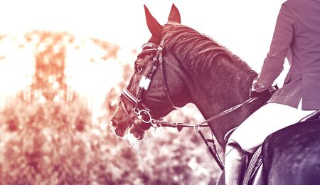 Black dressage horse and rider in uniform performing jump at show jumping competition, duotone, black abd white. Equestrian sport background.Beautiful horse portrait during dressage competition. Selective focus.の写真素材